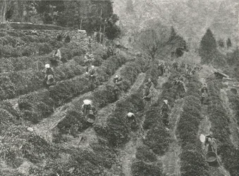 En teplantage utanför staden, Kobe, Japan, 1895.