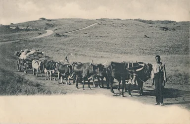 En typisk oxvagn - Sydafrika, tidigt 1900-tal.