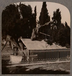 Abrahams Oak nära Hebron, c1900