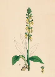 Aceras anthropophora. Man Orchis, 1800-talet