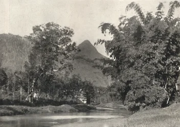 Adamspik från Maskeliya-området, 1926