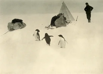 Adelie Penguins besöker ett läger c1908, 1909.