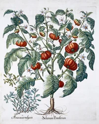 Afrikanska tomat- och mejramväxter, 1613