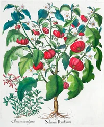 Afrikanska tomat- och mejramplantor, 1613
