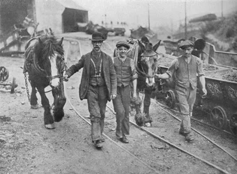 Efter bosättningen: Gruvarbetare tar sina ponnyer tillbaka till gropen, 1915
