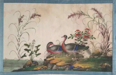 Album innehållande tolv målningar av fåglar, 1800-talet.