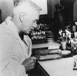 Alexander Fleming, skotsk bakteriolog i sitt laboratorium, 1930-talet