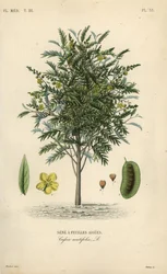 Alexandrisk senna, Senna alexandrina, Cassia acutifolia, Sene a feuilles aigues