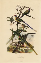 Alexandrine parakit, Psittacula eupatria och långsvansparakit, Psittacula longicauda