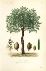 Mandelträd, Prunus dulcis, Vanligt mandelträd