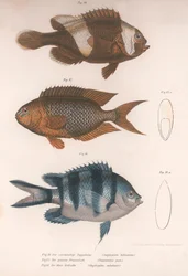 Amphiprion bifasciatus. Pomacentris pavo. Glyphisodo, ca 1850-talet