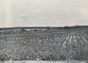 En australisk vingård, 1923.