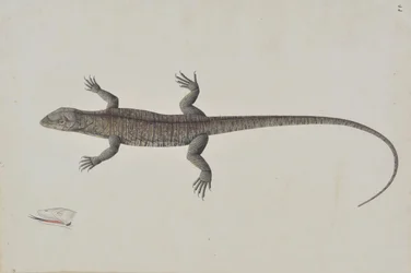 En indisk Bish-Copra Lizard, Ca. 1790.