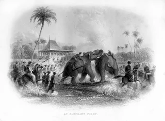 En elefantkamp, Indien, 1800-talet