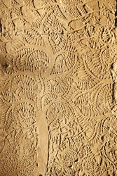 Angkor Wat, snidad detalj på WallTree, Siem Reap, Kambodja