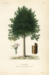 Angostura trifoliata, Cusparia febrifuga, Angusture