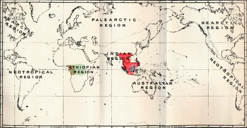 Anthropoidea - Hylobates Red, Simia Blue, Gorilla Brown, Anthropopithecus Green, 1897