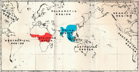 Anthropoidea - Kartfördelning Genera Semnopithecus Blue, Nasalis Brown, Colobus Red, 1897