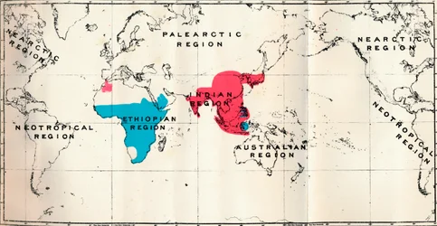 Anthropoidea - VI. Kartfördelning av olika arter Blå och Makakusröd, 1897