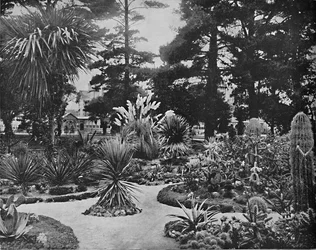 Arizona trädgård. Monterey, Cal., c1897.