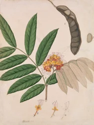 Ashoka-trädblomma, löv, balja och frö, första hälften av 1800-talet.