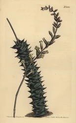 Astroloba foliolosa (småbladig aloe, Aloe foliolosa)