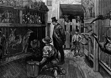 I Jamrachs, London, 1887