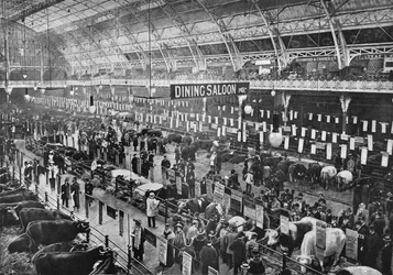 På Smithfield Club boskapsutställning, Agricultural Hall, Islington, London, 1902 1903