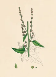 Atriplex Smithii. Smiths Orache, 1800-talet