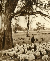 Australien - En förare med några av sina anklagelser på en fårstation i delstaten Victoria, c1948.