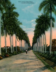 Avenue of Royal Palms, Kuba, c1920