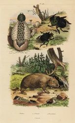 Bambusvamp, Phallus indusiatus 1, scarab dyngbaggar, Coprophanaeus ensifer 2 och skådespelerskorna Diabroctis 3, och vanlig vombat, Vombatus ursinus 4