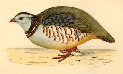 Barbary Partridge, sent 1800-tal.
