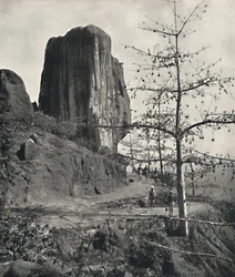 Bomullsträd Bombax malabaricum med mogna frön, 1926