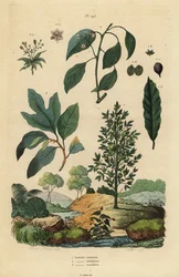 Vik lager, Laurus nobilis 1, kamferträd, Cinnamomum camphora 2 och sassafras, Sassafras albidum 3