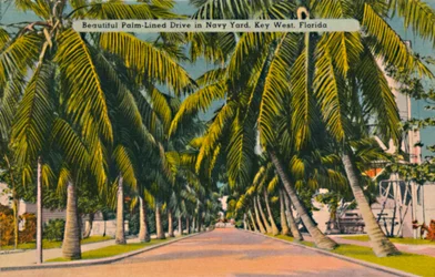 Vacker Palm-fodrad Drive i Navy Yard, Key West, Florida, c1940-talet