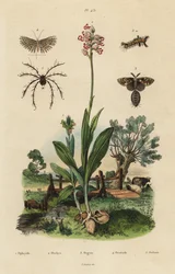 Biorkidé, Ophrys apifera 1, aporkidé, Orchis simia 2, rostig tussfjäril, Orgyia antiqua 3, tjugofjäril, Alucita hexadactyla 4 och Oribata geniculata kvalster 5