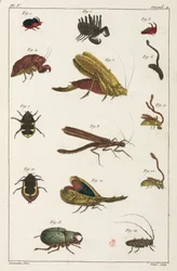 Skalbaggar och andra insekter, Sydamerika