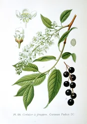 Fågelkörsbär, 1893