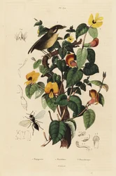 Svartkindad gnateater, Conopophaga melanops, Handsome Sweetpea, Platylobium formosum och Inostemma boscii geting