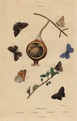 Svart hårstråfjäril, Satyrium pruni 1, vanlig blå fjäril, Polyommatus icarus 2, lilakantad koppar, Lycaena hippothoe 3 och vanlig guavablå, Virachola isocrates 4. Polyommates du prunier, calliopsis, hyppothee, isocrate