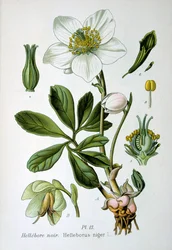 Svart julros, 1893