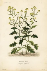 Svart senap, Brassica nigra, Sinapis nigra, Svart senap