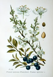 Svarttorn, 1893