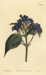Blåblommig rättvisa, Justicia nervosa