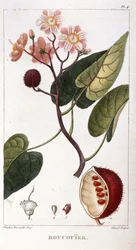 Botanisk tavla/Bixa orellana/Rocuyer