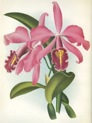 Botanisk tavla/Cattleya maxima var. Malouana/Lindenia