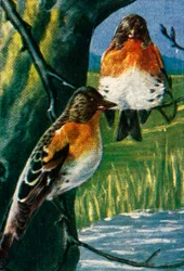 Bramblings, c1928.