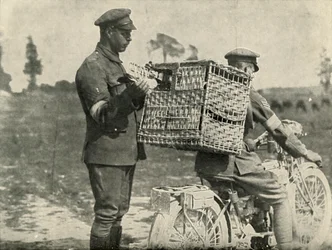 Brittiska armébärarduvor i Frankrike, 1919.