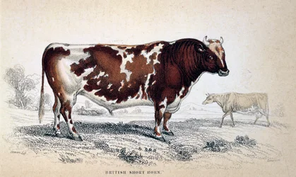 Brittiskt korthorn, 1839